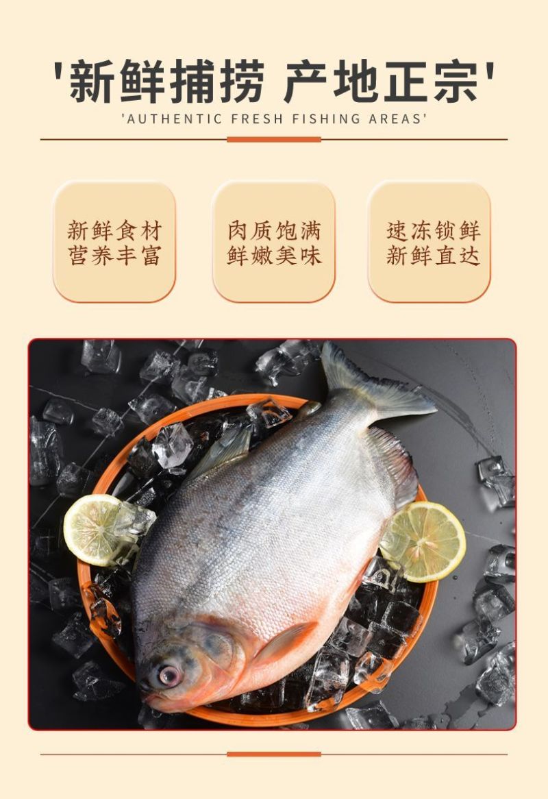 【包邮】大鲳鱼新鲜红鲳鱼鲜活整箱批发冷冻鱼冰鲜大号鱼
