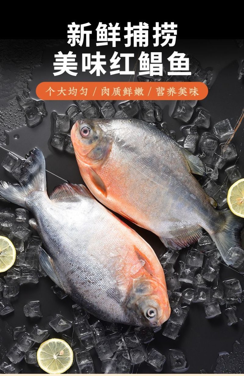 【包邮】大鲳鱼新鲜红鲳鱼鲜活整箱批发冷冻鱼冰鲜大号鱼
