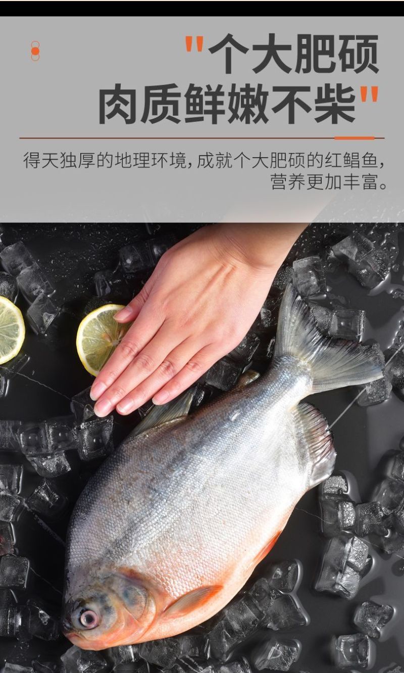 【包邮】大鲳鱼新鲜红鲳鱼鲜活整箱批发冷冻鱼冰鲜大号鱼