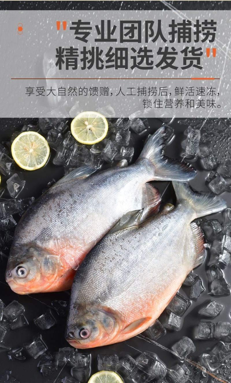 【包邮】大鲳鱼新鲜红鲳鱼鲜活整箱批发冷冻鱼冰鲜大号鱼