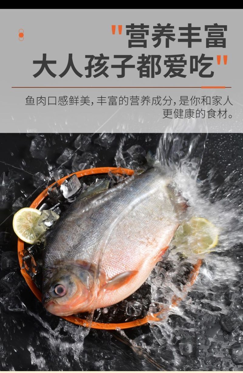 【包邮】大鲳鱼新鲜红鲳鱼鲜活整箱批发冷冻鱼冰鲜大号鱼