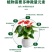 莴笋多控嫩粗壮根系发达微量元素营养吸收快光合作用强叶片肥