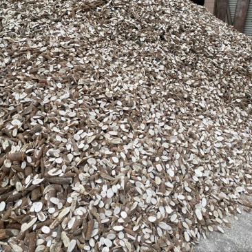 干木薯
