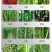 吲丁14-羟芸0.05%植物生长调节剂叶面肥