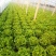 《生菜》河北生菜/精选生菜/产地直发货源充足，颜色光亮，