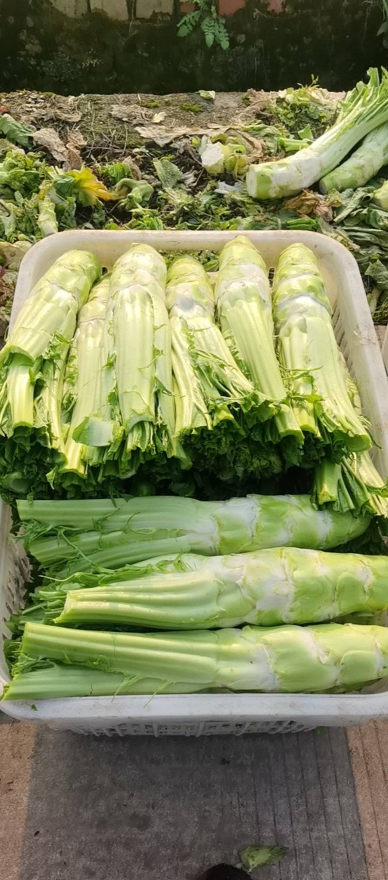 棒棒菜