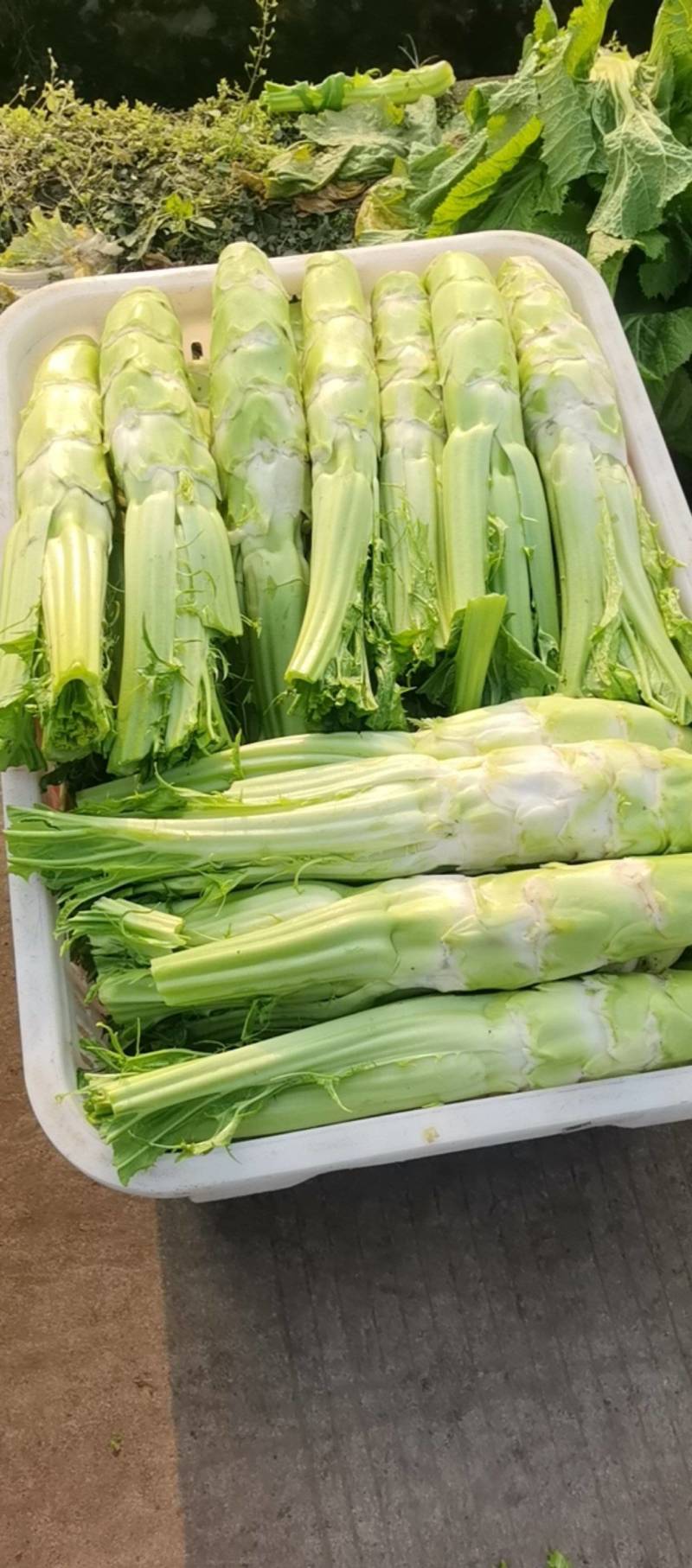 棒棒菜