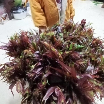 云南香椿芽基地直发对接全国量大从优自家20亩种植