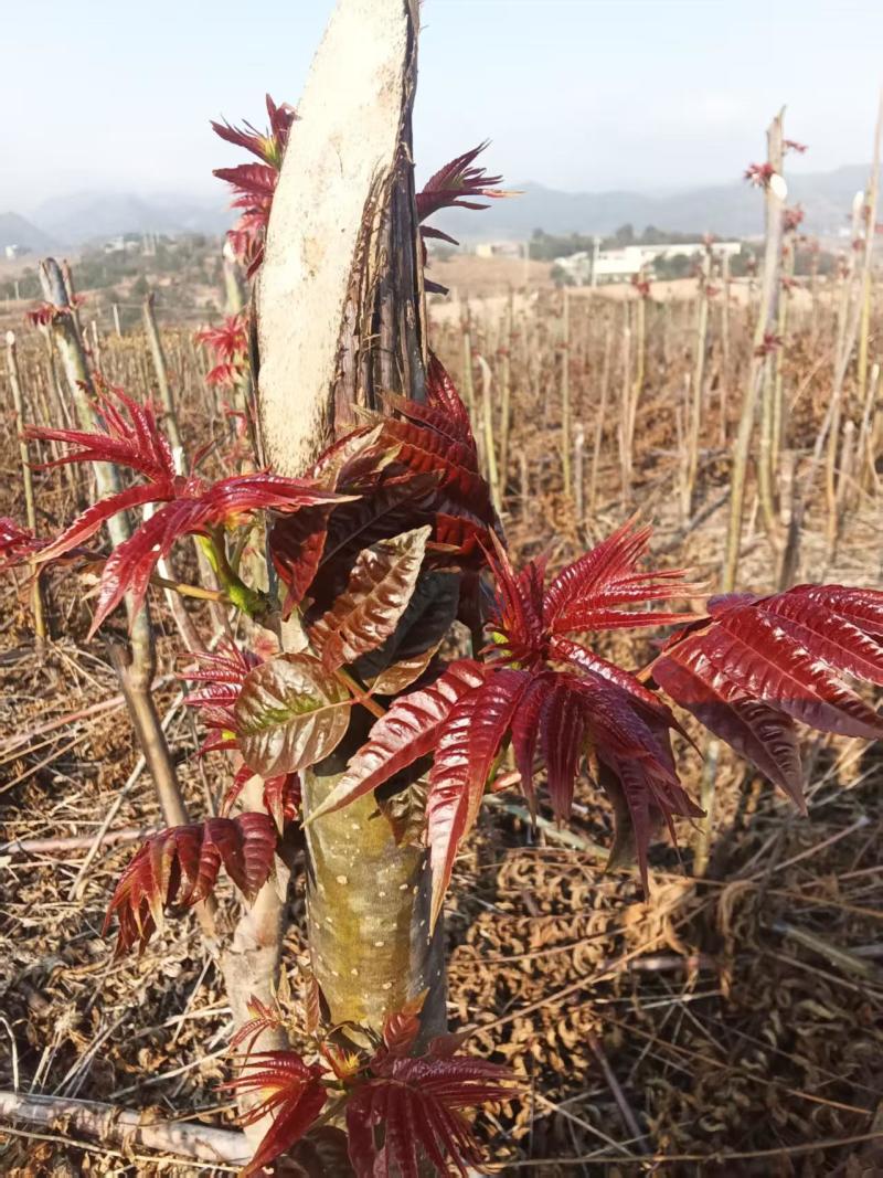 云南香椿芽基地直发对接全国量大从优自家20亩种植