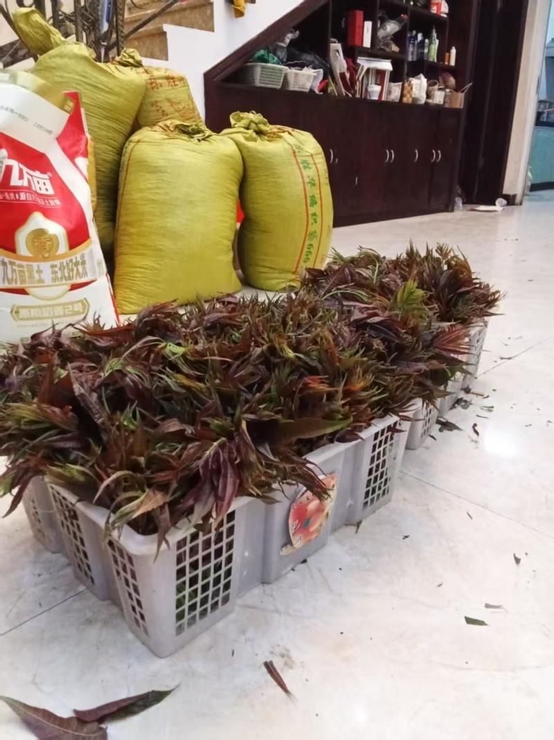 云南香椿芽基地直发对接全国量大从优自家20亩种植