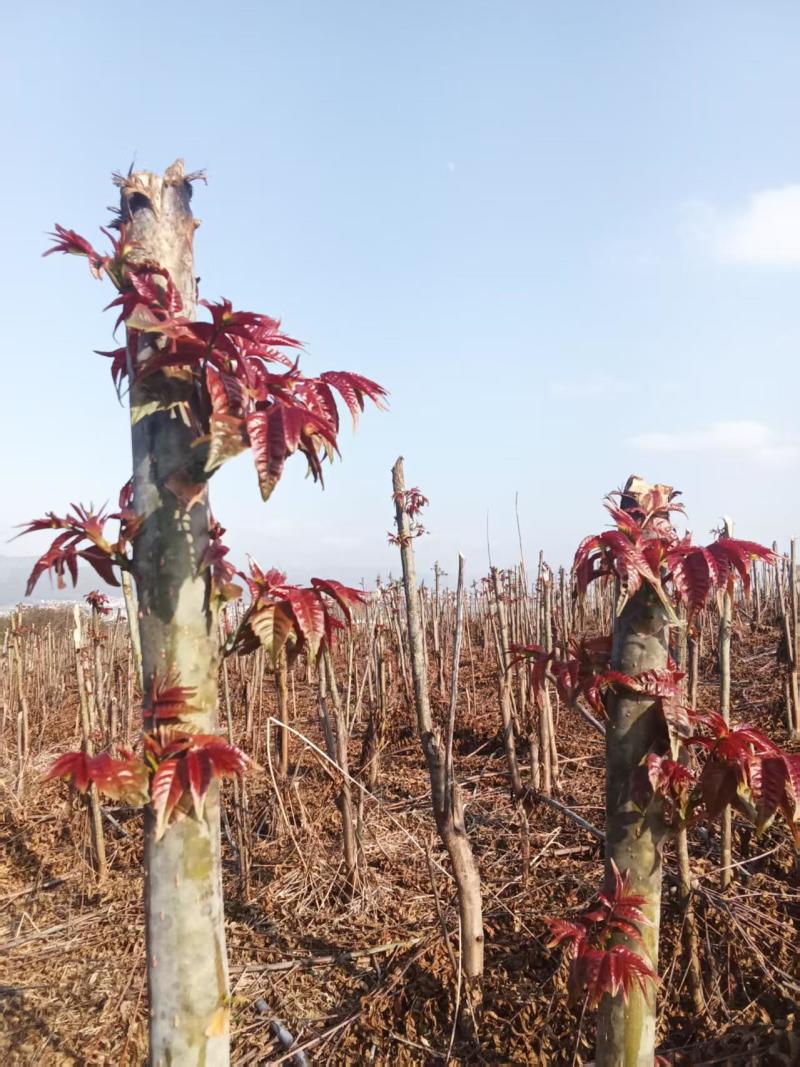云南香椿芽基地直发对接全国量大从优自家20亩种植