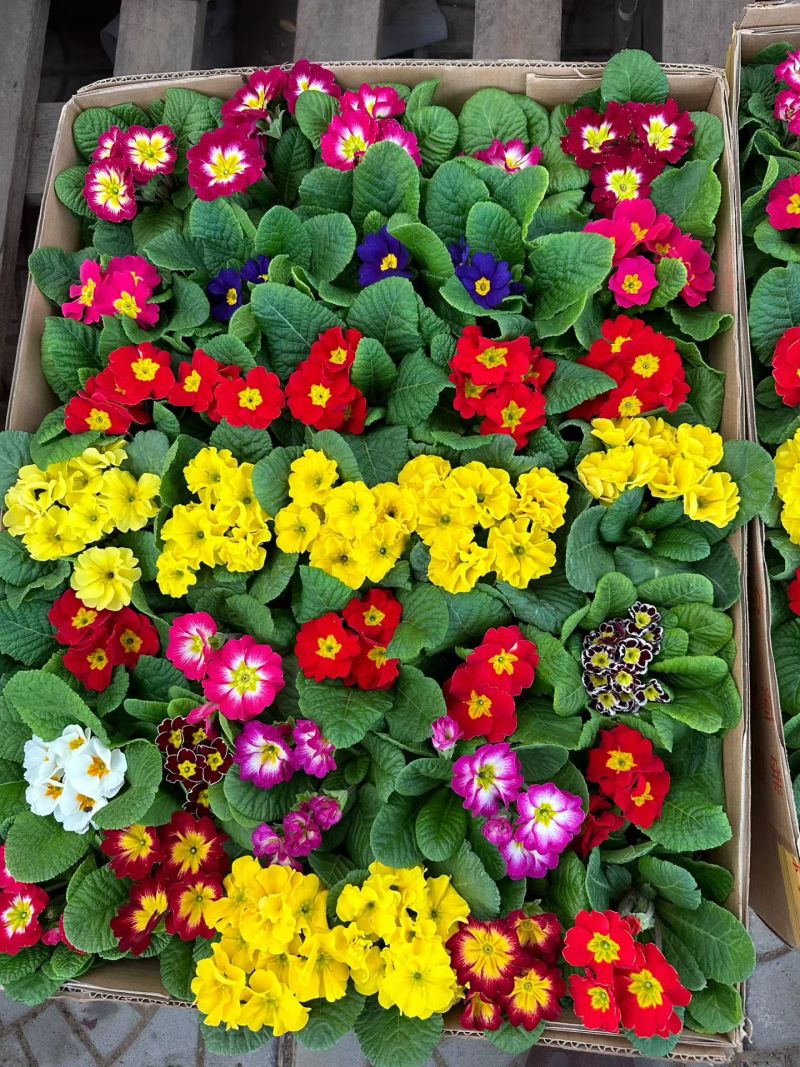 抗寒花卉报春花玫瑰报春花多色供应基地直供