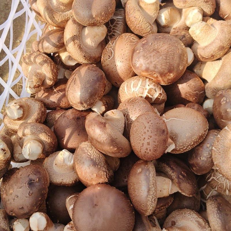 精品菌菇香菇货源充足量大从优诚信经营质量保证欢迎咨询