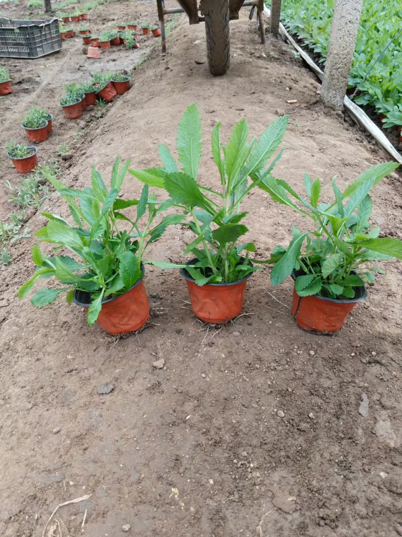 马鞭草马鞭草种苗，小苗，马鞭草杯苗，花海打造规划设计