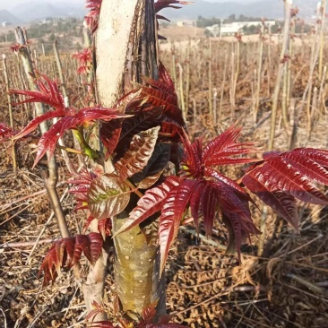 《热卖》云南红香椿芽自家基地直发对接全国量大从优