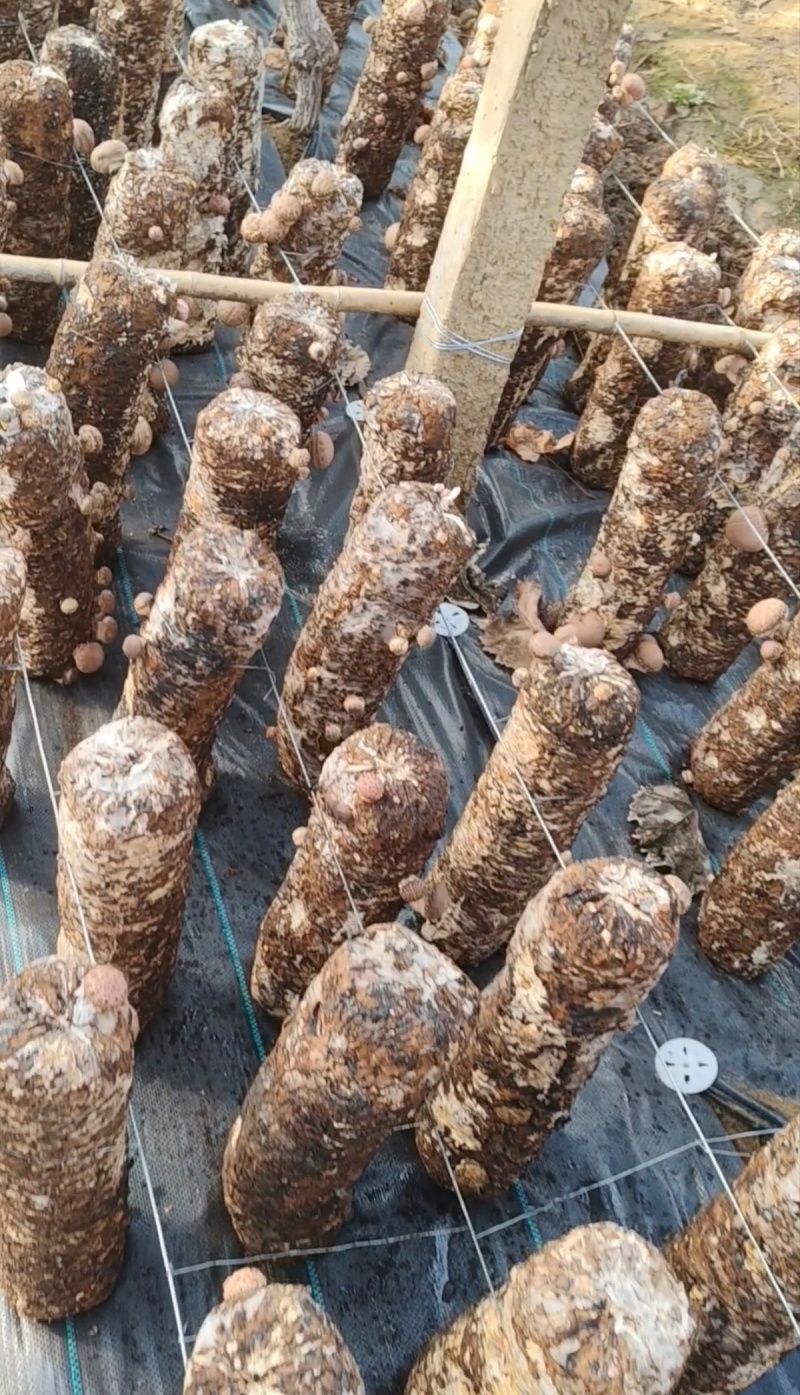 精品菌菇香菇货源充足量大从优诚信经营质量保证欢迎咨询