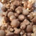 精品菌菇香菇货源充足量大从优诚信经营质量保证欢迎咨询