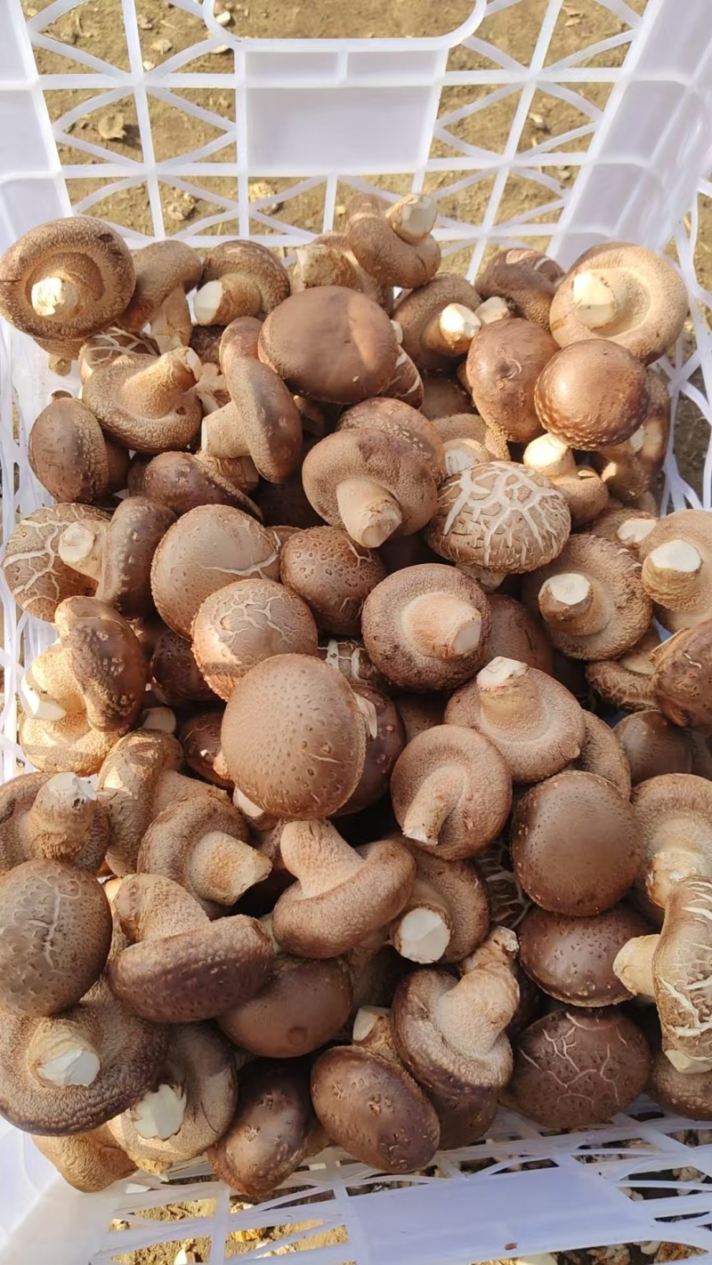 精品菌菇香菇货源充足量大从优诚信经营质量保证欢迎咨询