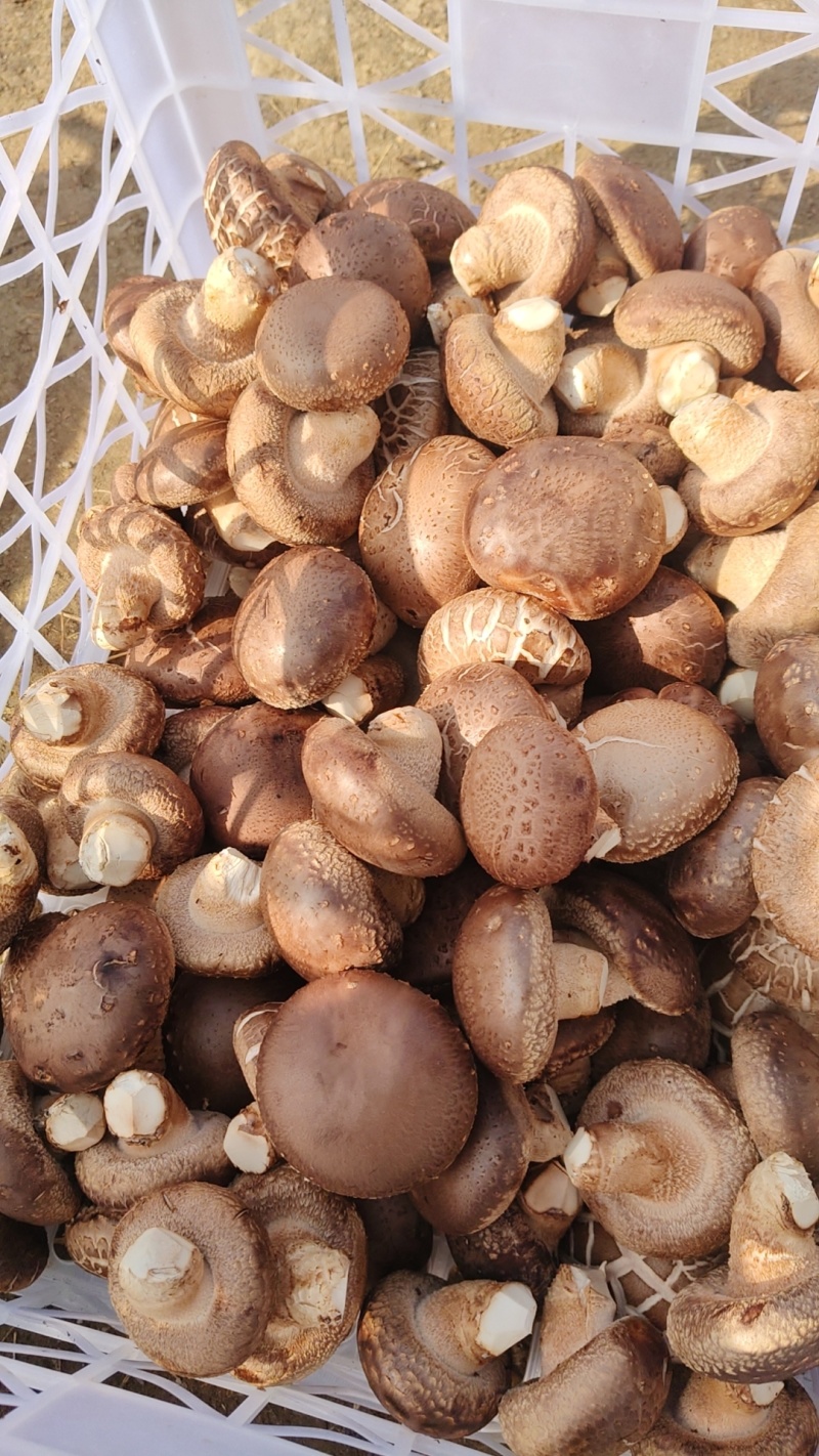 精品菌菇香菇货源充足量大从优诚信经营质量保证欢迎咨询