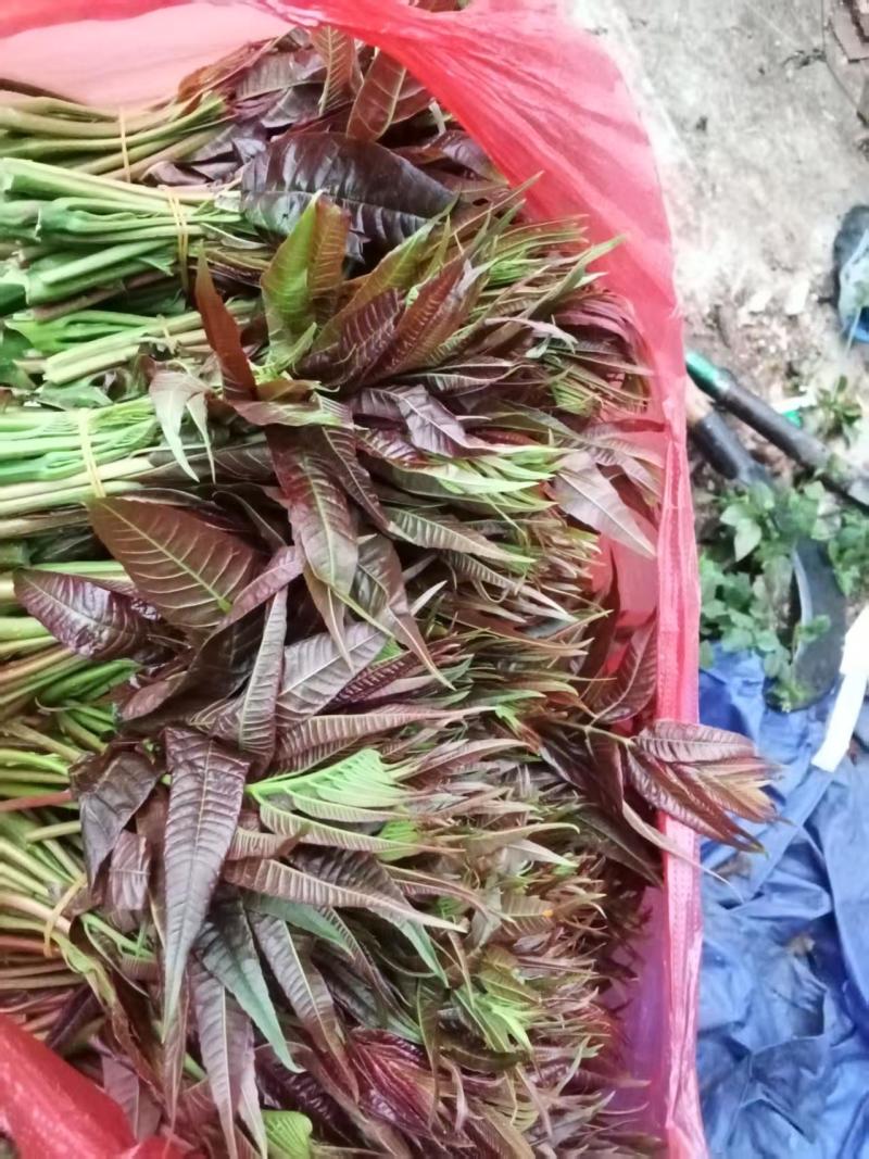 《热卖》云南红香椿芽自家基地直发对接全国量大从优