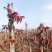 《热卖》云南红香椿芽自家基地直发对接全国量大从优