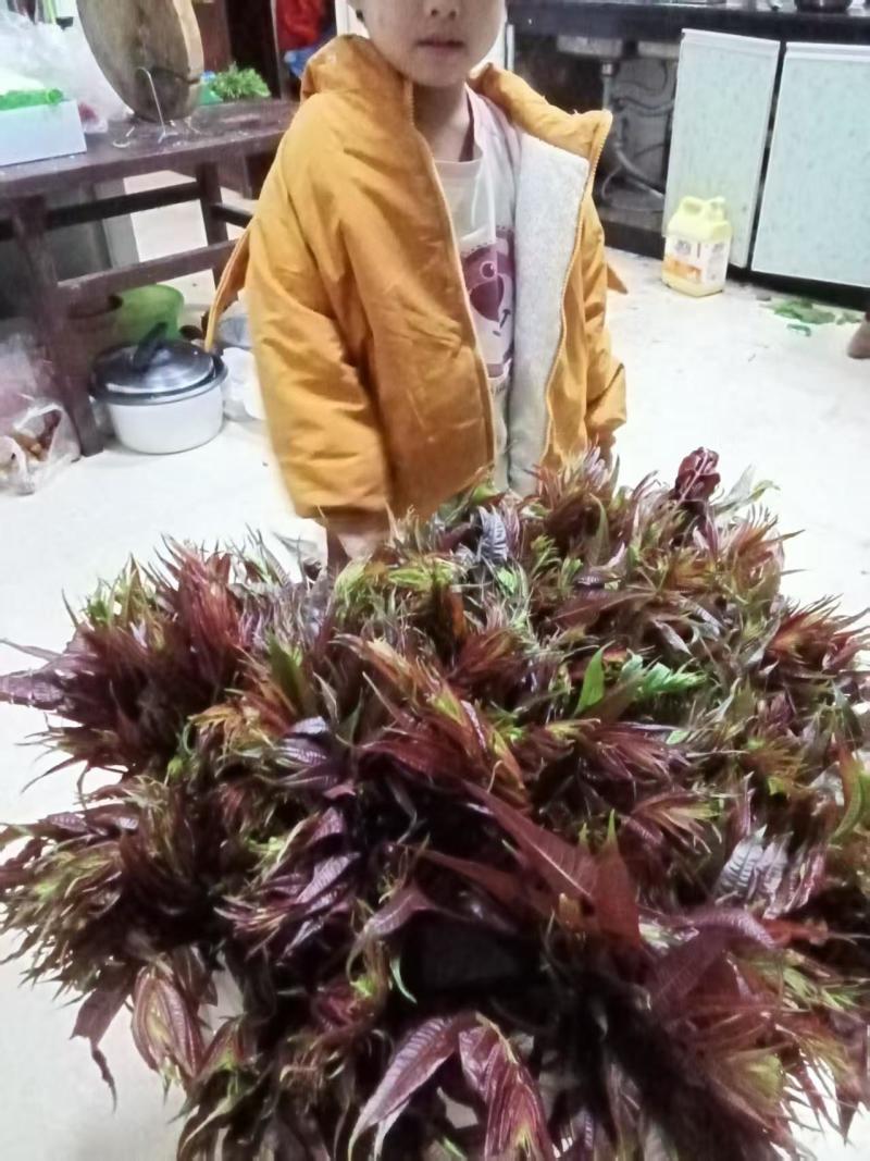 《热卖》云南红香椿芽自家基地直发对接全国量大从优