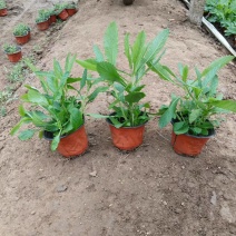 马鞭草马鞭草种苗，小苗，马鞭草杯苗，花海打造规划设计