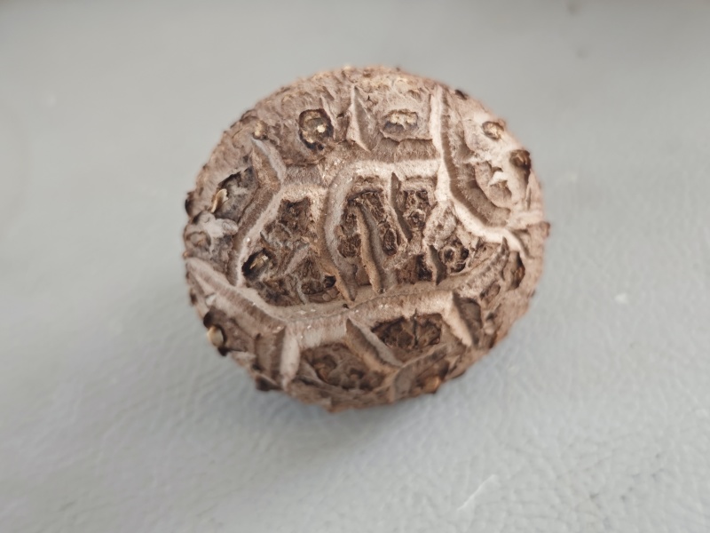 精品菌菇香菇货源充足量大从优诚信经营质量保证欢迎咨询