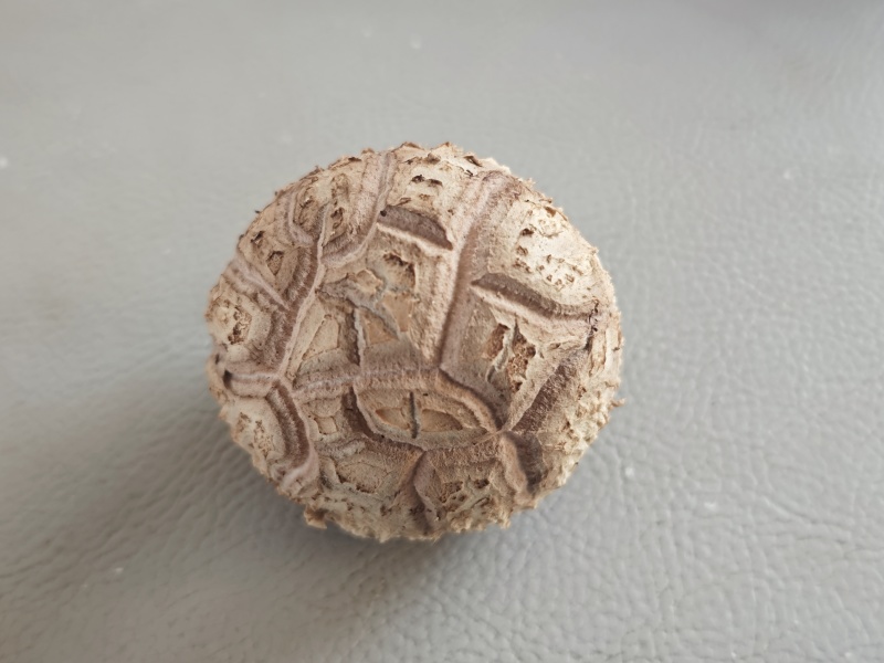 精品菌菇香菇货源充足量大从优诚信经营质量保证欢迎咨询