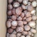 精品菌菇香菇货源充足量大从优诚信经营质量保证欢迎咨询