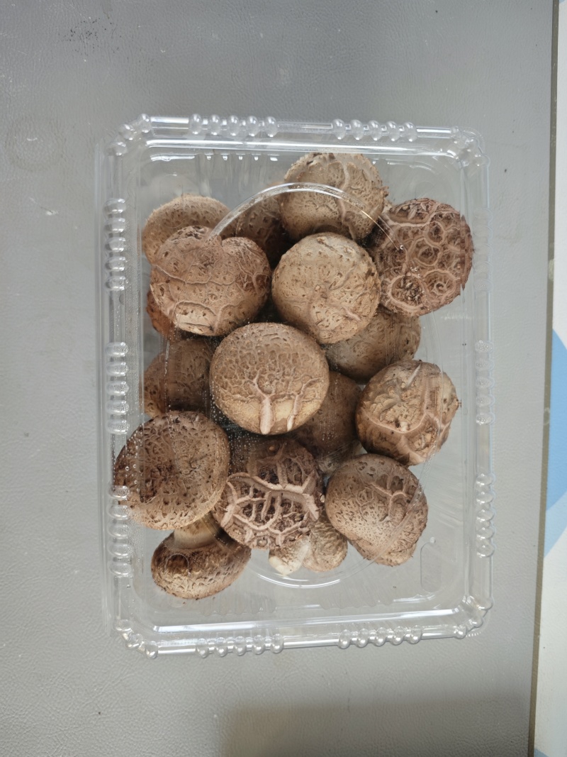 精品菌菇香菇货源充足量大从优诚信经营质量保证欢迎咨询
