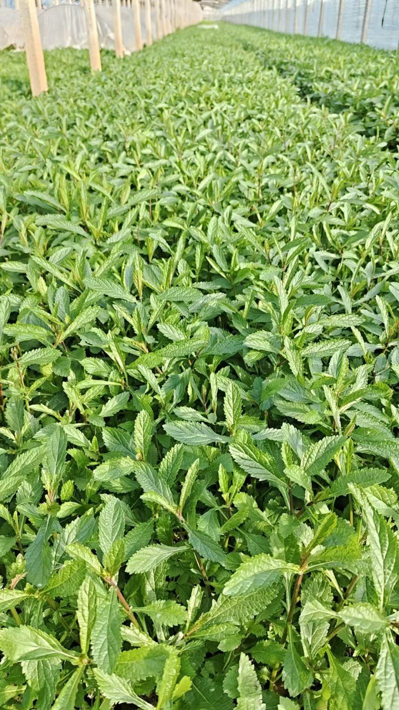 马鞭草马鞭草种苗，小苗，马鞭草杯苗，花海打造规划设计