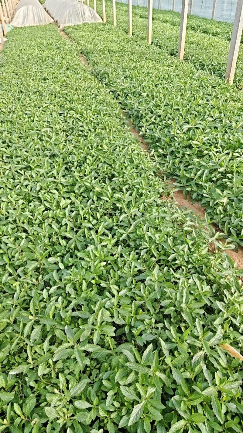 马鞭草马鞭草种苗，小苗，马鞭草杯苗，花海打造规划设计