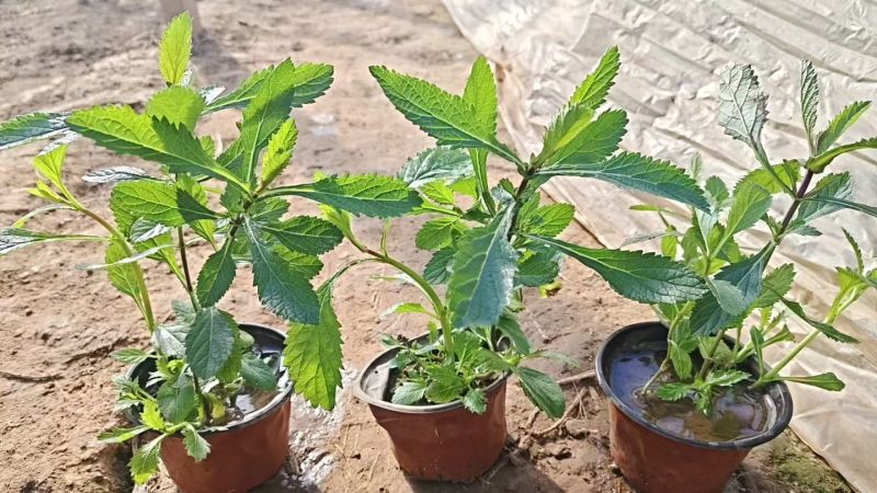 马鞭草马鞭草种苗，小苗，马鞭草杯苗，花海打造规划设计