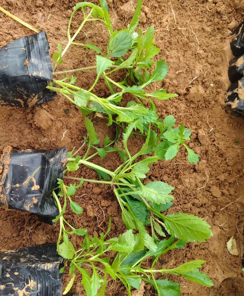 马鞭草马鞭草种苗，小苗，马鞭草杯苗，花海打造规划设计
