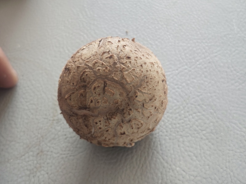 精品菌菇香菇货源充足量大从优诚信经营质量保证欢迎咨询