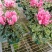 仙客来F1代仙客来多色年宵花卉基地直供