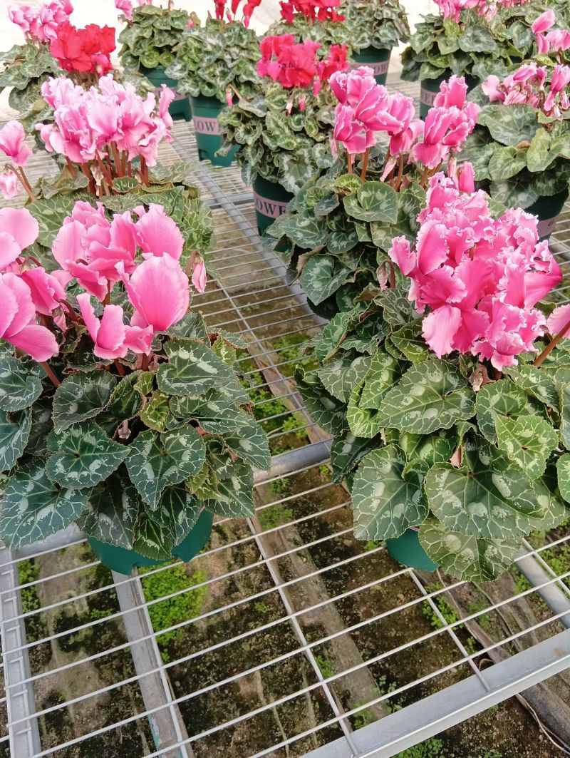 仙客来F1代仙客来多色年宵花卉基地直供