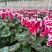 仙客来F1代仙客来多色年宵花卉基地直供