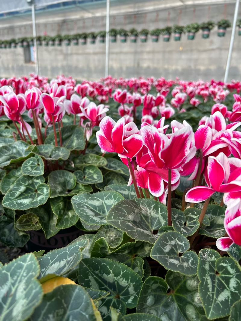 仙客来F1代仙客来多色年宵花卉基地直供