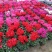 仙客来F1代仙客来多色年宵花卉基地直供