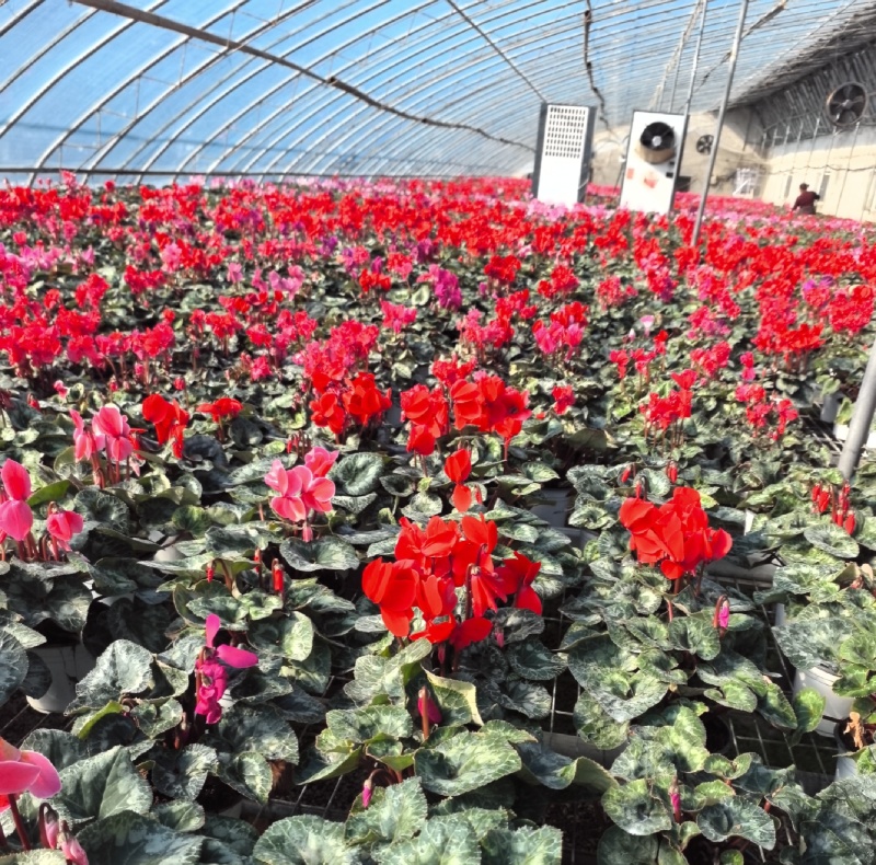 仙客来F1代仙客来多色年宵花卉基地直供