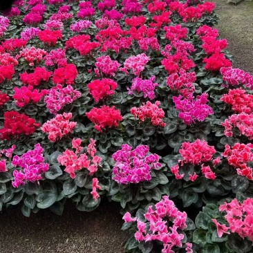 仙客来F1代仙客来多色年宵花卉基地直供