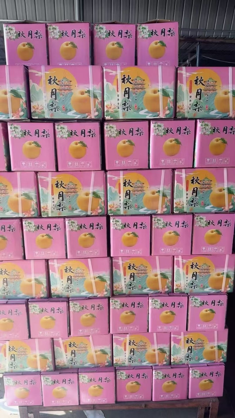 秋月梨礼盒，电商团购5-6元每件产地直发品质保障欢迎采购