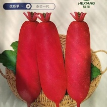 杜绝假货萝卜种子杂交一代鲜红色肉质白色蔬菜种子