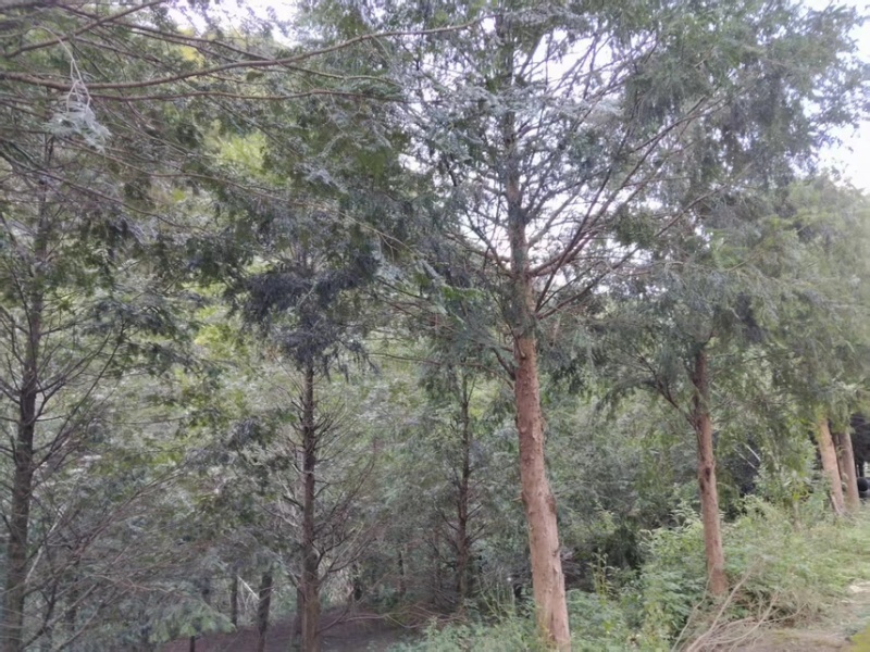 南方红豆杉12公分大量现货