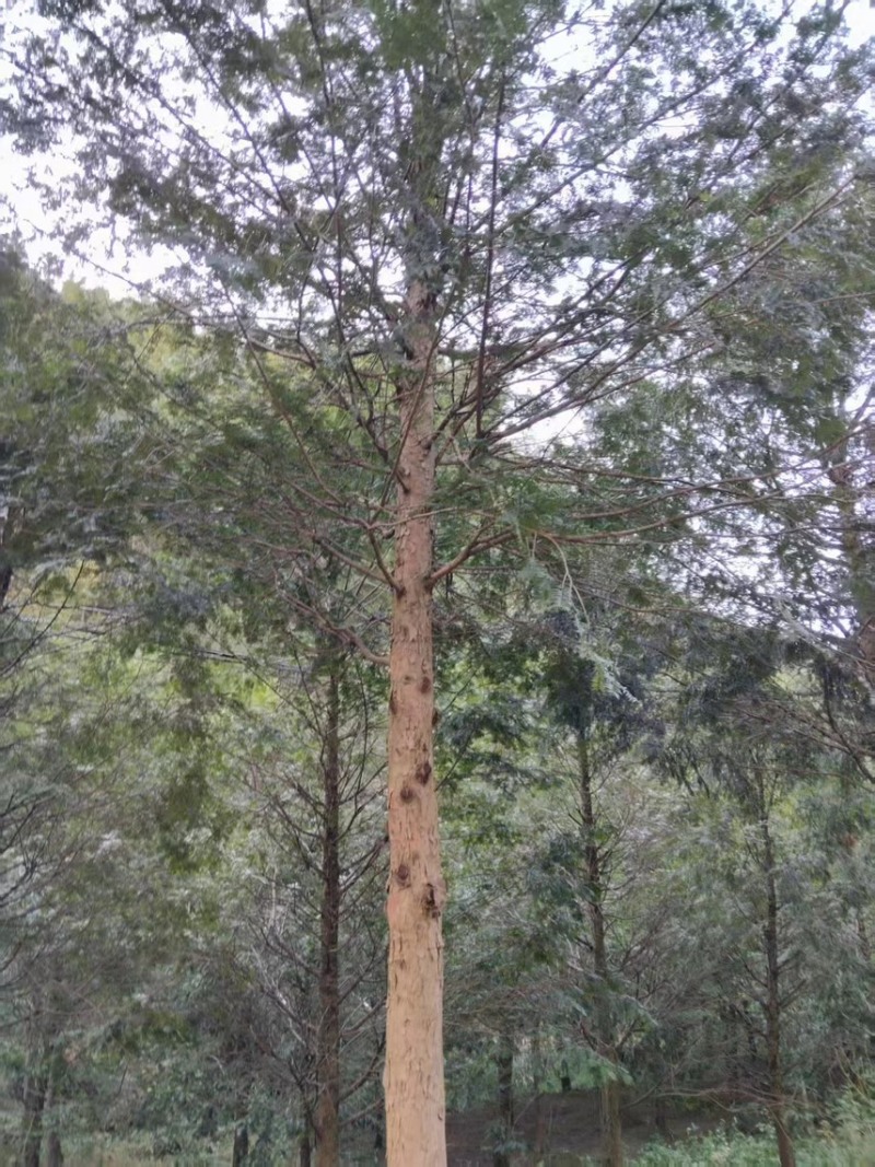 南方红豆杉12公分大量现货