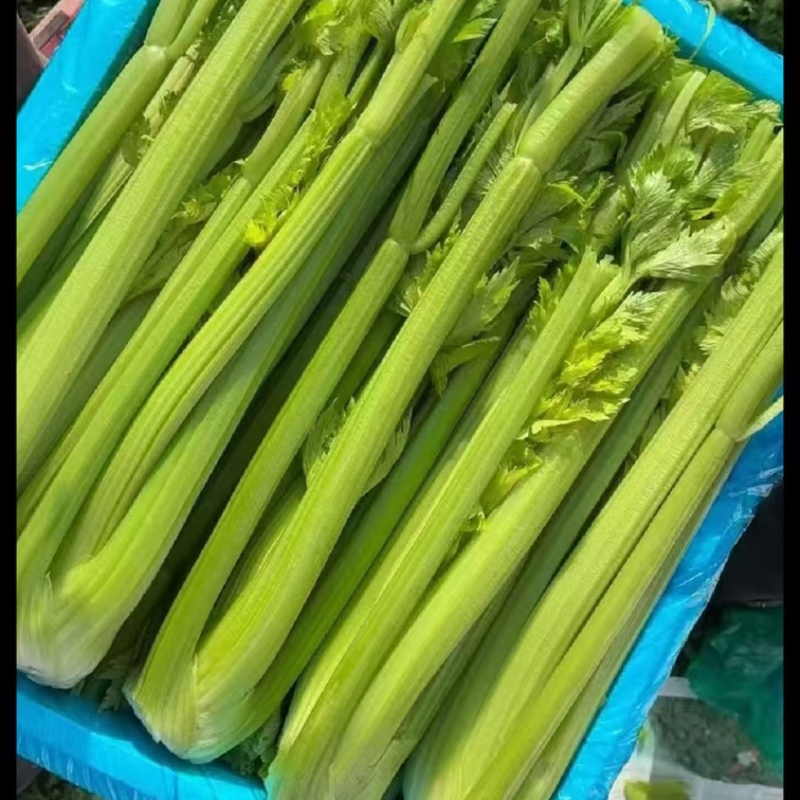 精品西芹，产地直发，大量有货，欢迎各位老板咨询采购
