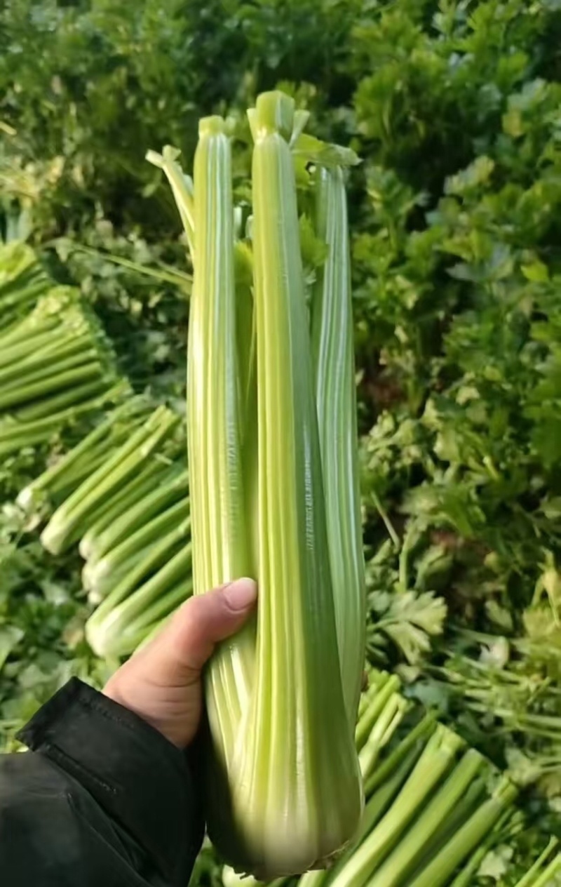 精品西芹，产地直发，大量有货，欢迎各位老板咨询采购