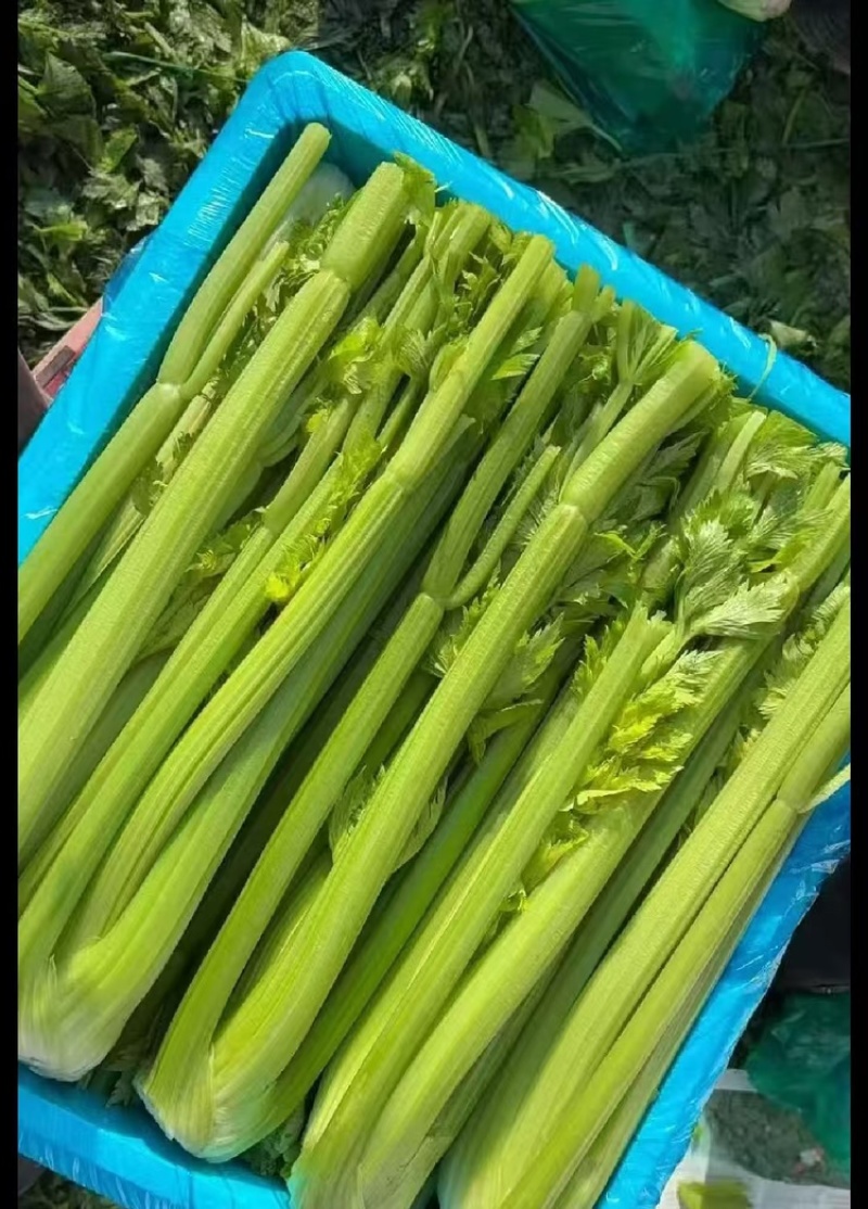 精品西芹，产地直发，大量有货，欢迎各位老板咨询采购